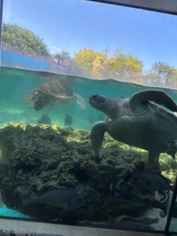 「カメ」って何類？