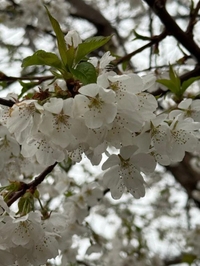 🌸*.･🤍𐙚