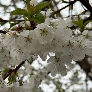🌸*.･🤍𐙚