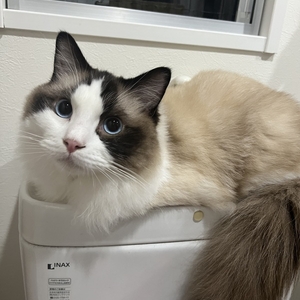 どこにでもついてくる