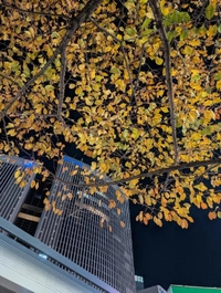 銀座で紅葉狩り