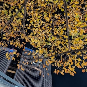 銀座で紅葉狩り