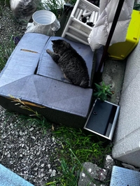 今日のトラちゃん🐱