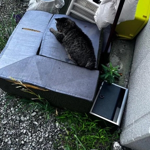 今日のトラちゃん🐱