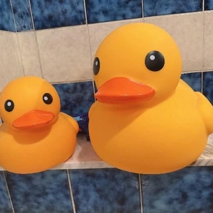 🐤