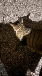 😸🈵ありがとう