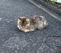 あしたは♡