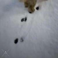 犬は喜び庭かけまわり 🌱