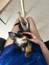 (⸝⸝¯ᵕ¯⸝⸝)