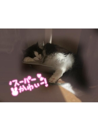 夏バテる🐱