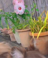 『おはマロロ』