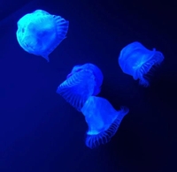 久しぶりに🪼✨