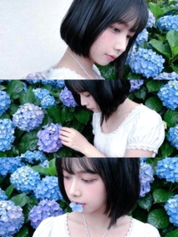 紫陽花の花が咲く