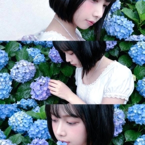紫陽花の花が咲く
