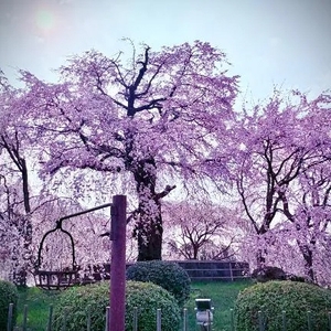 🍀今日の思い出🌸