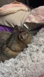 出勤予定