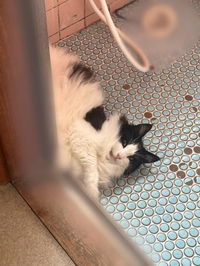 しかばねこ🐱💕