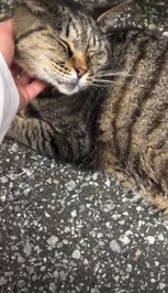 みたよ／シフト