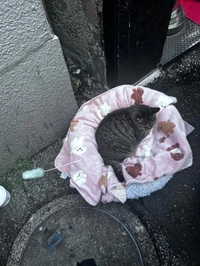 今日のトラちゃん