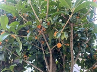 やっぱり匂いが薄い💦