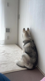 🎀ごめんなさい🥲少しだけシフト変更のお知らせです🐶🫧🎀
