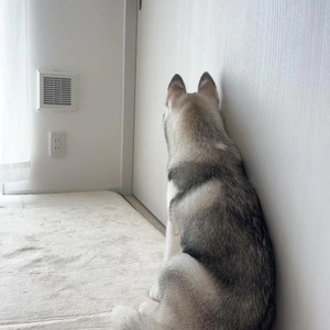🎀ごめんなさい🥲少しだけシフト変更のお知らせです🐶🫧🎀