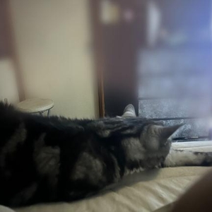 猫距離❓