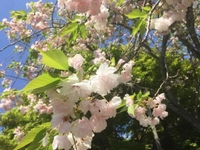 🌸趣味について🌸