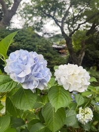おはようございます