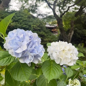 おはようございます