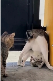 ニャンのか⁉️