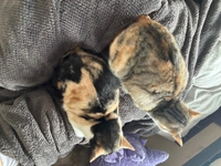 背中を追いたいタイプ🐱