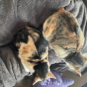 背中を追いたいタイプ🐱