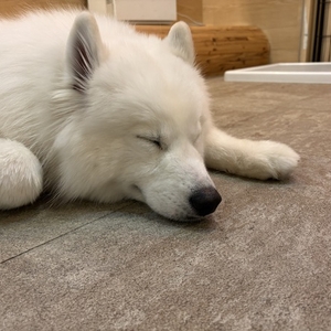 本日からのこと