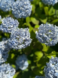 復活しました。