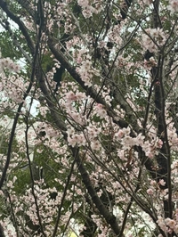 桜🌸