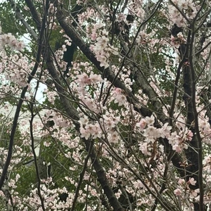 桜🌸