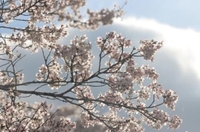 出勤しております🌸