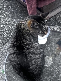 今日のトラちゃん🐱