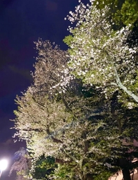 💗夜桜💗