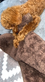 久しぶりのテレビ