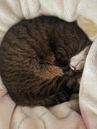 アンモニャイト