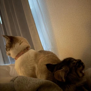 私の趣味の夢👈