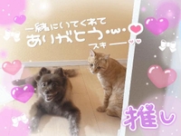 シュタ＼( ´･ω･`)┐
