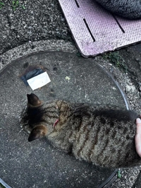 最近のトラちゃん🐱