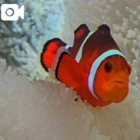 🧡ニモ🐠