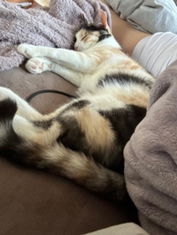 おはねこ🐱💕