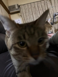 とてもだるい