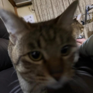 とてもだるい
