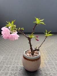 🌸⸜(  * ॑꒳ ॑*)⸝🌸